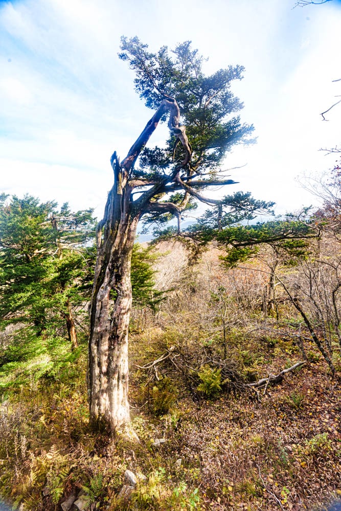 가을이 지고 있던 발왕산 천년주목숲길과 발왕산 스카이워크 방문기 67