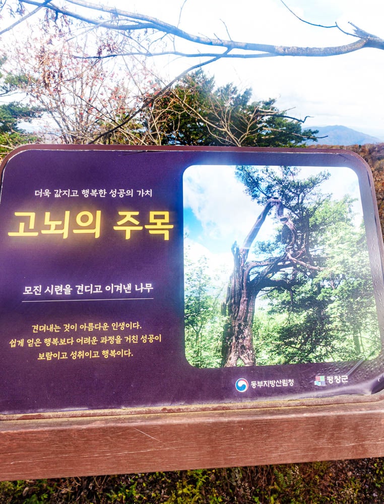 가을이 지고 있던 발왕산 천년주목숲길과 발왕산 스카이워크 방문기 66