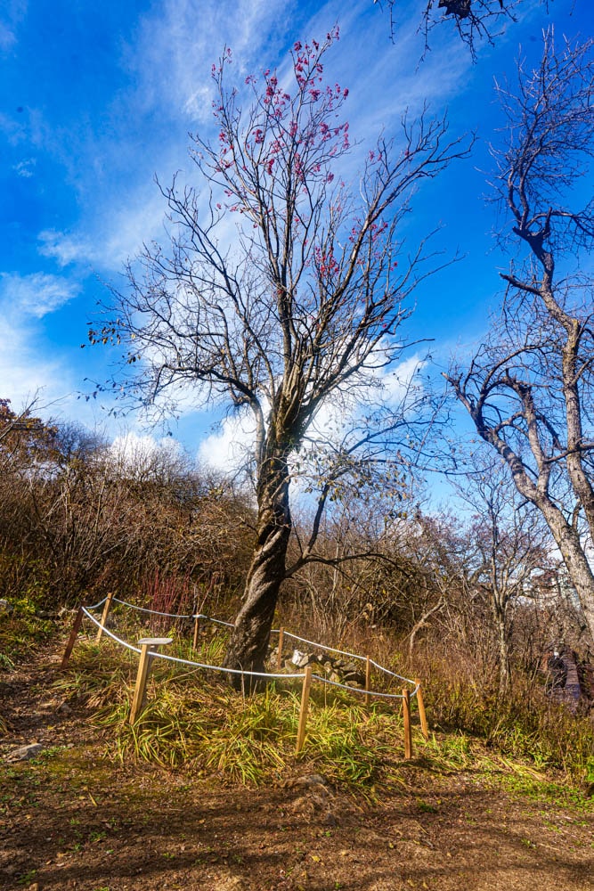 가을이 지고 있던 발왕산 천년주목숲길과 발왕산 스카이워크 방문기 53