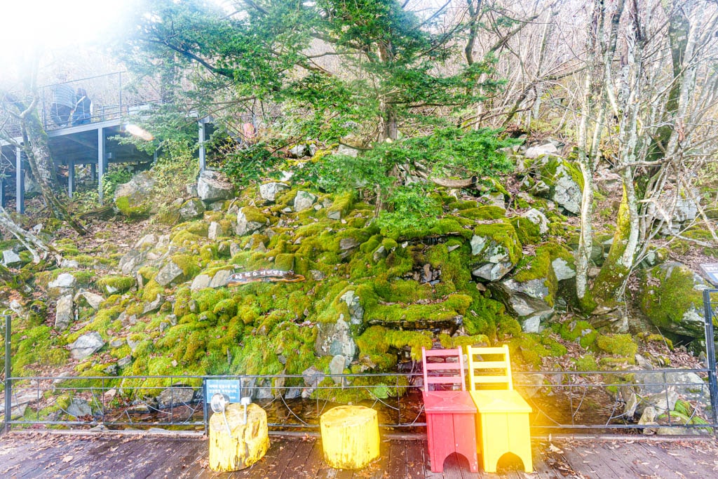 가을이 지고 있던 발왕산 천년주목숲길과 발왕산 스카이워크 방문기 71