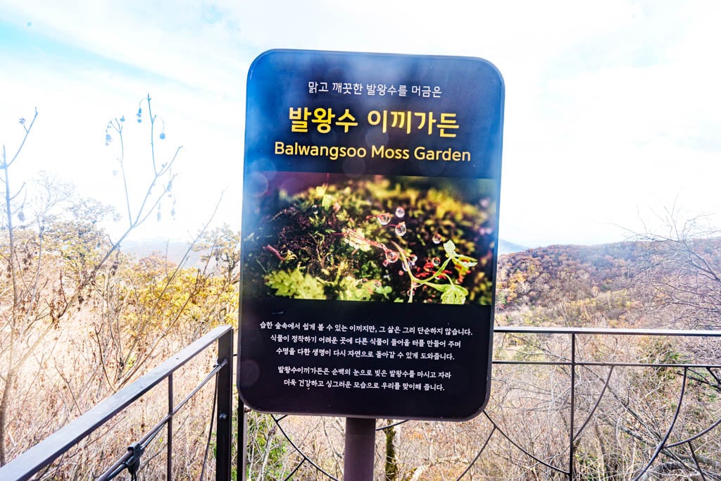 가을이 지고 있던 발왕산 천년주목숲길과 발왕산 스카이워크 방문기 70