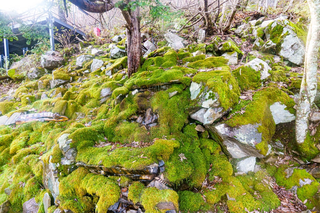 가을이 지고 있던 발왕산 천년주목숲길과 발왕산 스카이워크 방문기 72