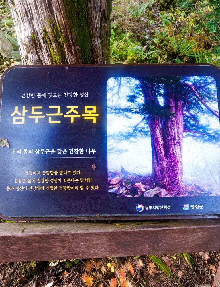 가을이 지고 있던 발왕산 천년주목숲길과 발왕산 스카이워크 방문기 60