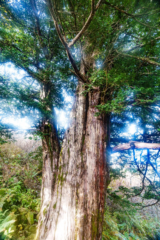 가을이 지고 있던 발왕산 천년주목숲길과 발왕산 스카이워크 방문기 61