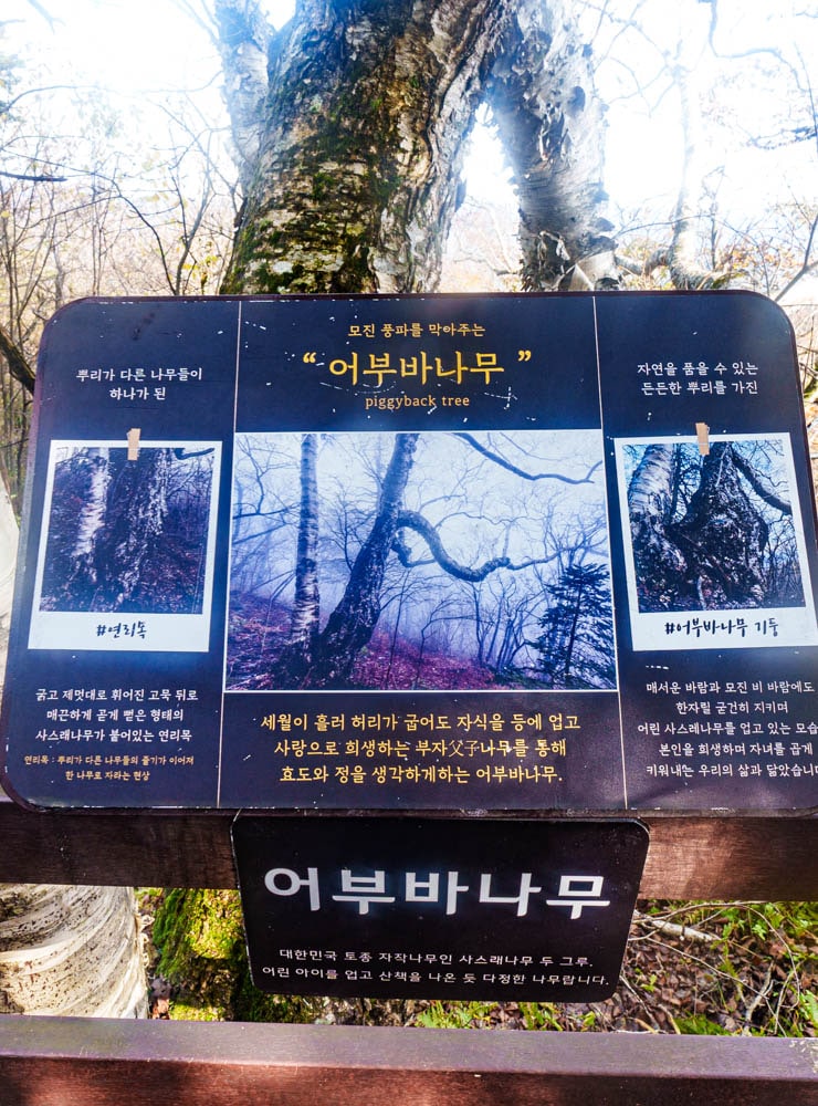 가을이 지고 있던 발왕산 천년주목숲길과 발왕산 스카이워크 방문기 64