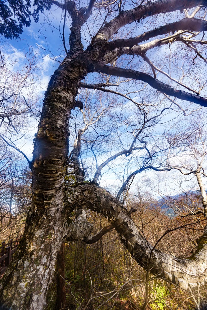 가을이 지고 있던 발왕산 천년주목숲길과 발왕산 스카이워크 방문기 65