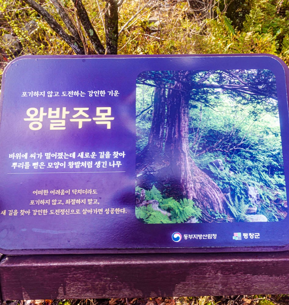 가을이 지고 있던 발왕산 천년주목숲길과 발왕산 스카이워크 방문기 58