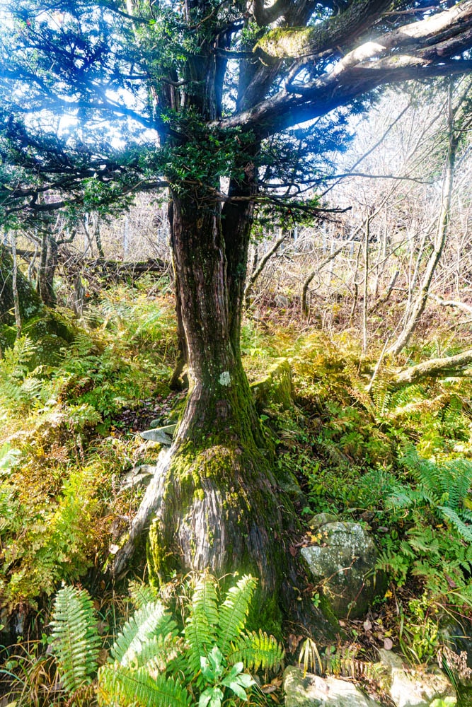 가을이 지고 있던 발왕산 천년주목숲길과 발왕산 스카이워크 방문기 59