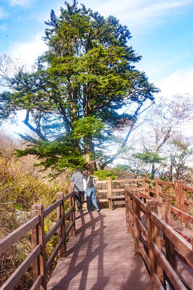 가을이 지고 있던 발왕산 천년주목숲길과 발왕산 스카이워크 방문기 55