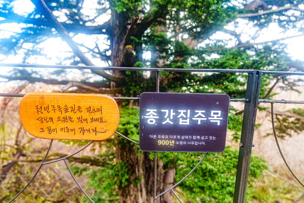 가을이 지고 있던 발왕산 천년주목숲길과 발왕산 스카이워크 방문기 73