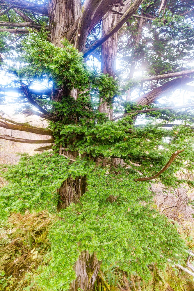 가을이 지고 있던 발왕산 천년주목숲길과 발왕산 스카이워크 방문기 74