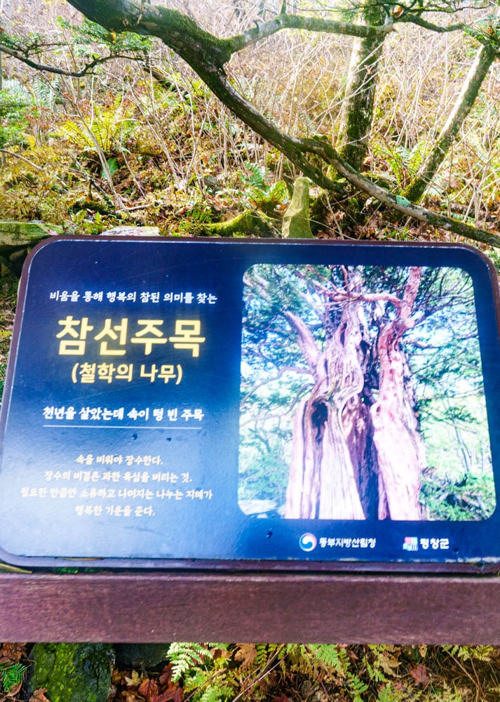 가을이 지고 있던 발왕산 천년주목숲길과 발왕산 스카이워크 방문기 56