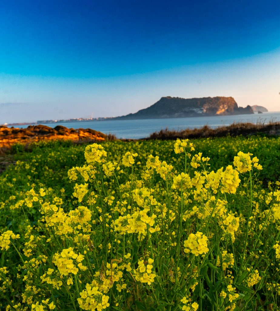 제주여행, 가장 완벽했던 섭지코지 산책코스 풍경 15
