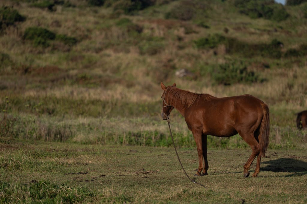 제주여행, 가장 완벽했던 섭지코지 산책코스 풍경 14