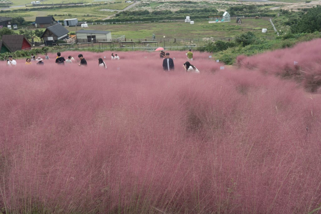 가을 제주여행 시 가볼만한 카페, 핑크뮬리 핫플 새별오름뷰 새빌 카페(새빌 제주) 34