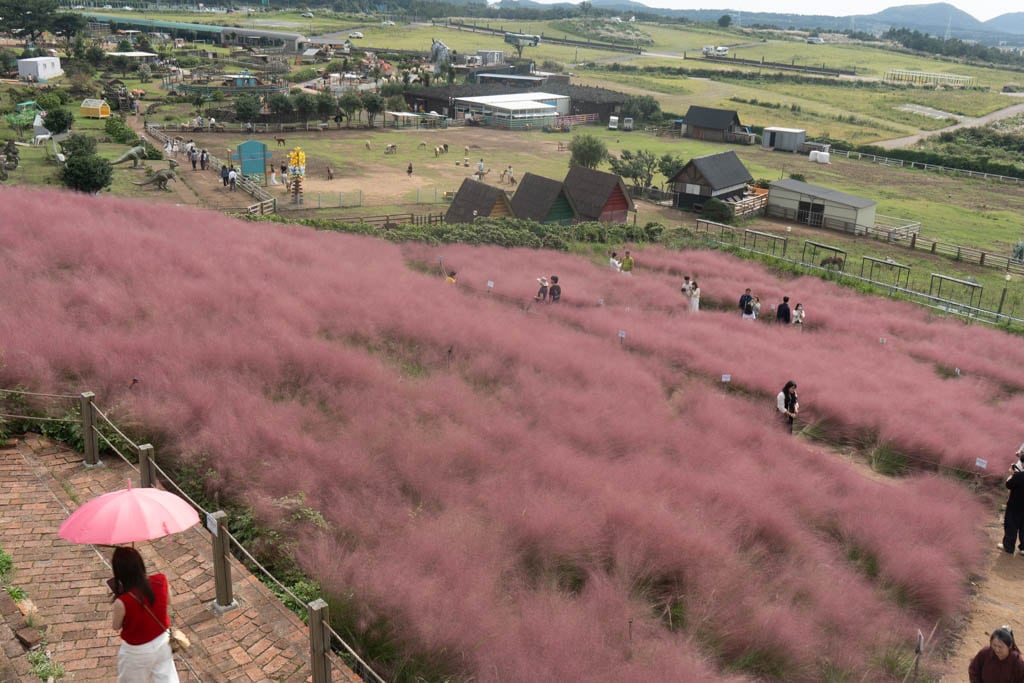 가을 제주여행 시 가볼만한 카페, 핑크뮬리 핫플 새별오름뷰 새빌 카페(새빌 제주) 33