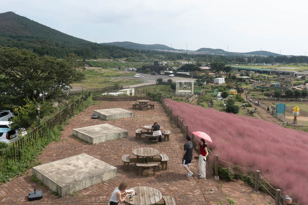 가을 제주여행 시 가볼만한 카페, 핑크뮬리 핫플 새별오름뷰 새빌 카페(새빌 제주) 27
