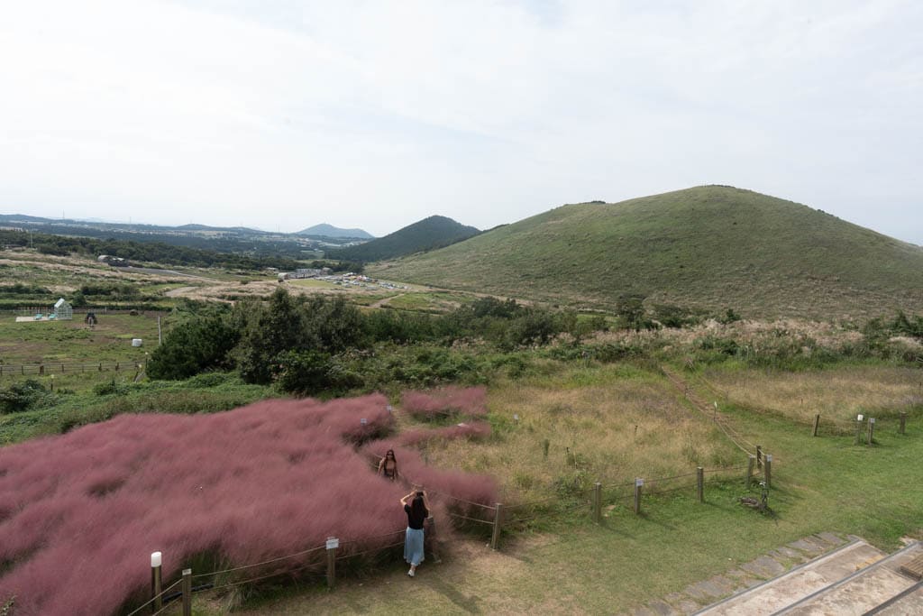 가을 제주여행 시 가볼만한 카페, 핑크뮬리 핫플 새별오름뷰 새빌 카페(새빌 제주) 35