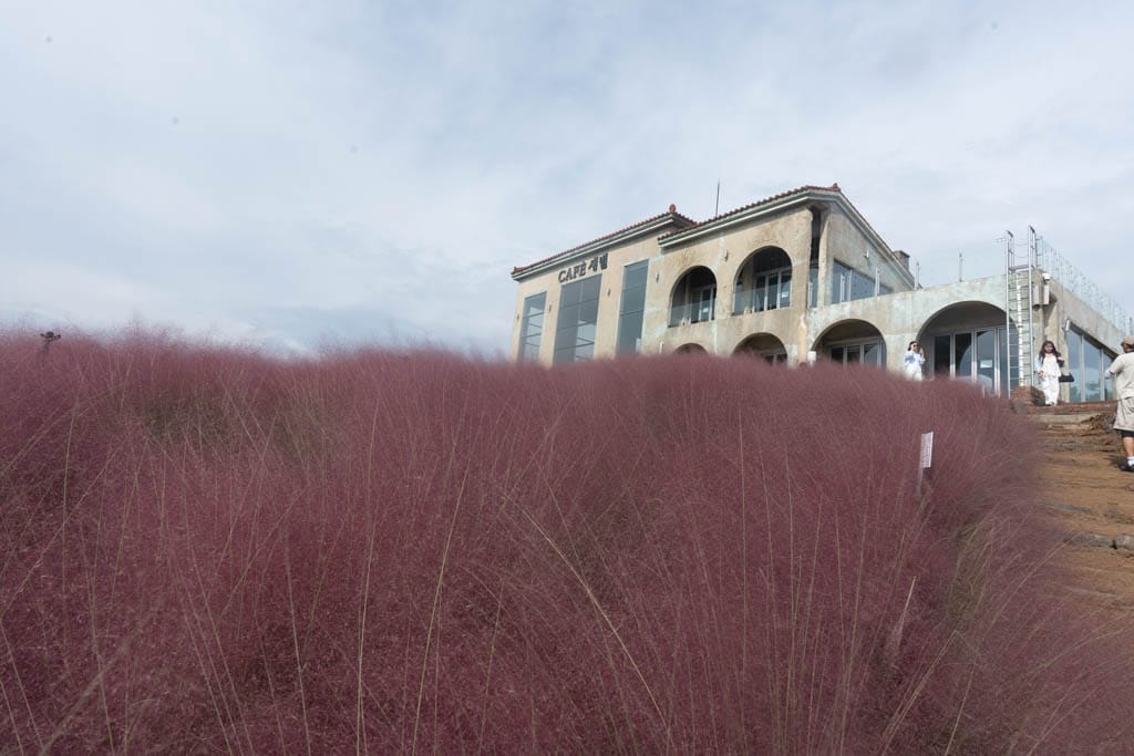 가을 제주여행 시 가볼만한 카페, 핑크뮬리 핫플 새별오름뷰 새빌 카페(새빌 제주) 29