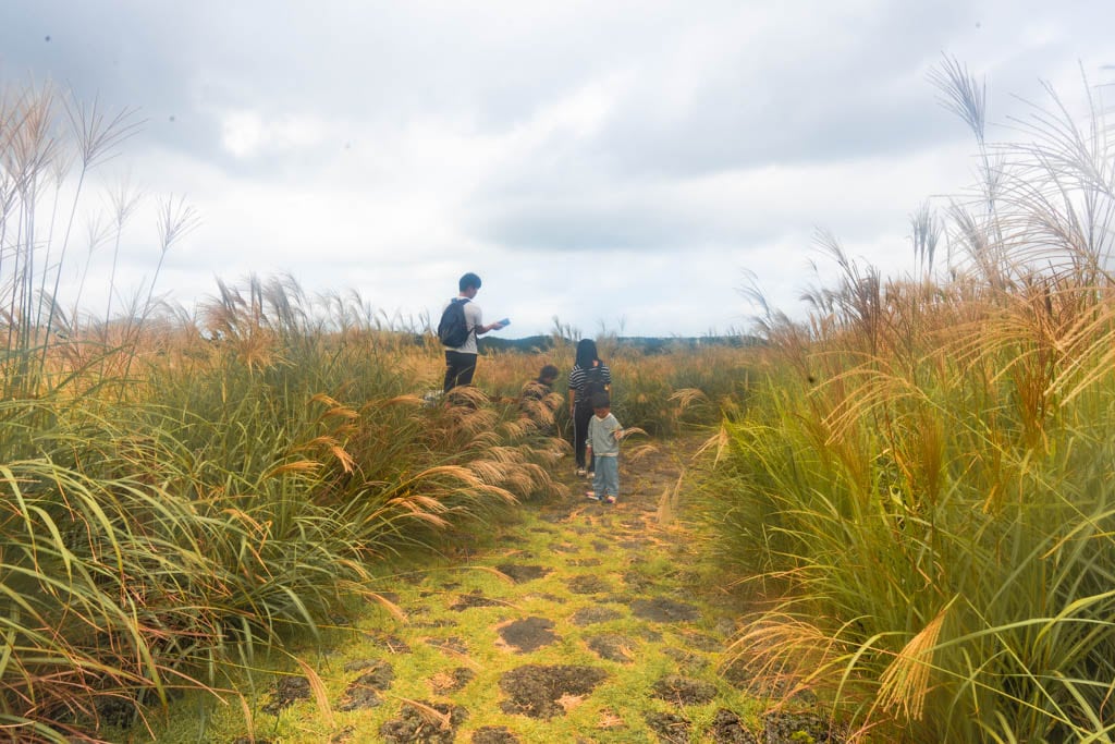 제주 억새여행, 산궁부리 억새, 억새여행의 명불허전 163 제주 억새여행, 산궁부리 억새, 억새여행의 명불허전 157