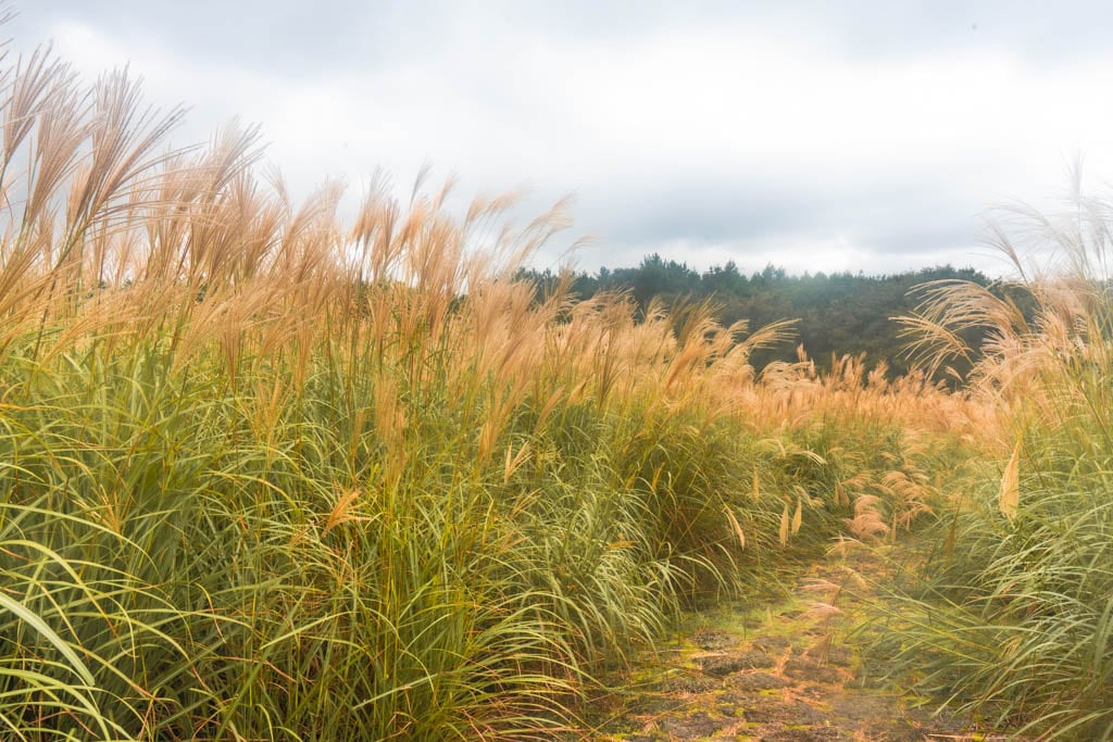 제주 억새여행, 산궁부리 억새, 억새여행의 명불허전 164 제주 억새여행, 산궁부리 억새, 억새여행의 명불허전 158