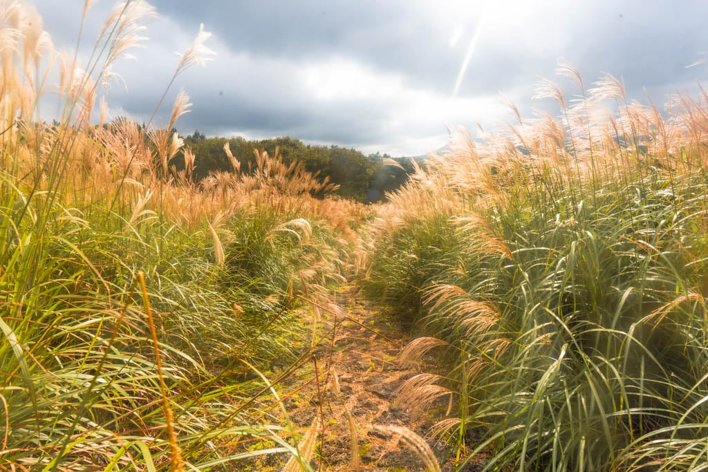 제주 억새여행, 산궁부리 억새, 억새여행의 명불허전 165 제주 억새여행, 산궁부리 억새, 억새여행의 명불허전 159