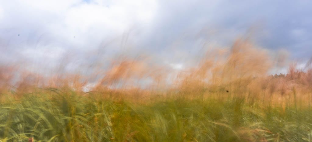 제주 억새여행, 산궁부리 억새, 억새여행의 명불허전 166 제주여행(2510)_산궁부리 억새여행_산궁부리 결혼이야기 촬영길 풍경, DSC00253-, Photo by Happist