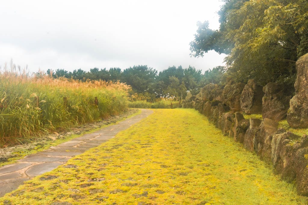 제주 억새여행, 산궁부리 억새, 억새여행의 명불허전 167 제주여행(2510)_산궁부리 억새여행_산궁부리 억새둘레길 풍경, DSC00272-, Photo by Happist