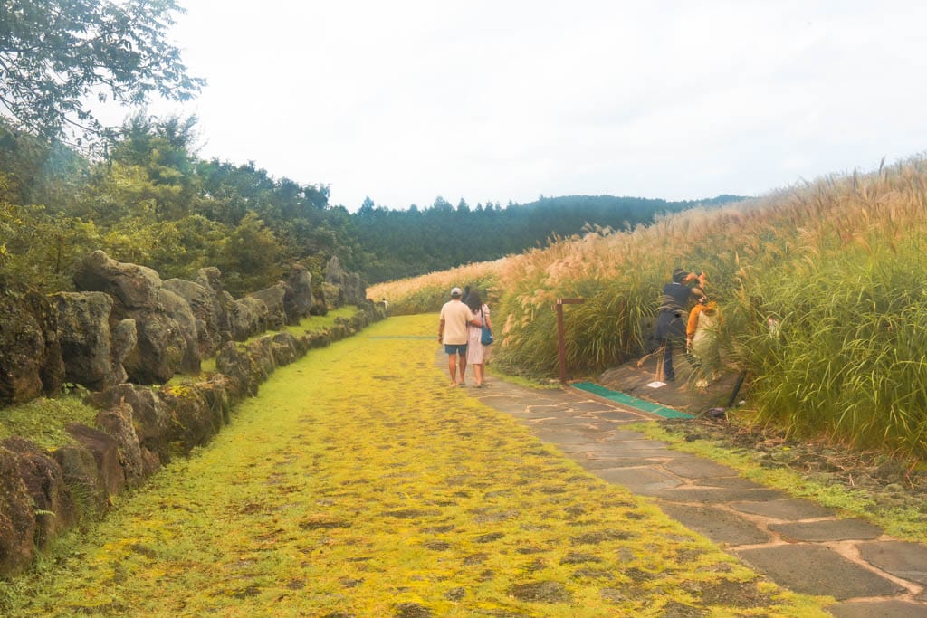 제주 억새여행, 산궁부리 억새, 억새여행의 명불허전 168 제주여행(2510)_산궁부리 억새여행_산궁부리 억새둘레길 풍경, DSC00273-, Photo by Happist