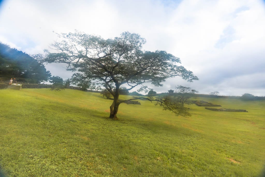 제주 억새여행, 산궁부리 억새, 억새여행의 명불허전 174 제주여행(2510)_산궁부리 억새여행_산궁부리 전망대에서 왼편으로 내려오는 길의 영화 화양연화 촬영지 풍경, DSC00399-, Photo by Happist