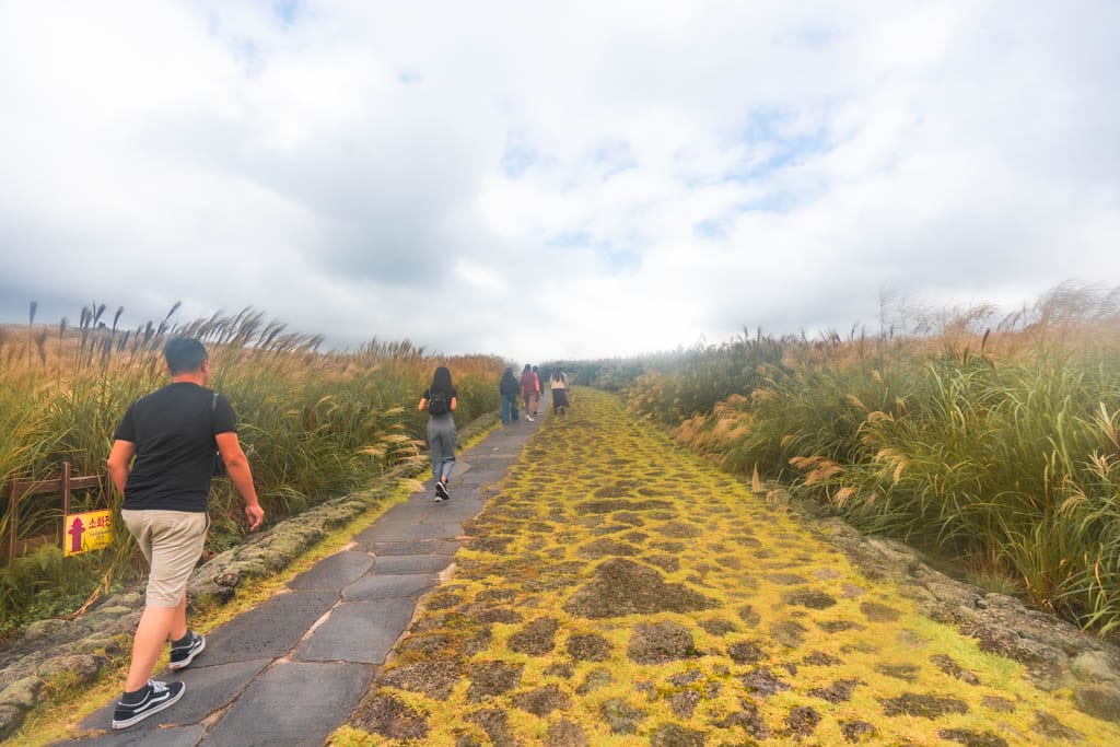 제주 억새여행, 산궁부리 억새, 억새여행의 명불허전 162 제주 억새여행, 산궁부리 억새, 억새여행의 명불허전 156