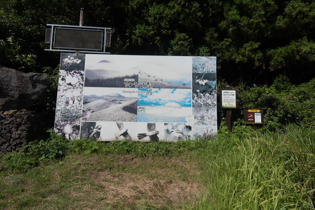 제주 억새여행, 오름의 여왕이라는 다랑쉬오름 방문기 146 제주 억새여행, 오름의 여왕이라는 다랑쉬오름 방문기 143