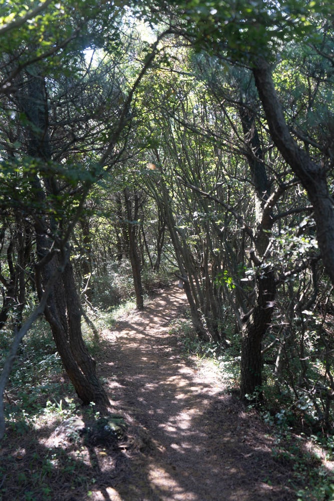 제주 억새여행, 오름의 여왕이라는 다랑쉬오름 방문기 151 제주 억새여행, 오름의 여왕이라는 다랑쉬오름 방문기 148