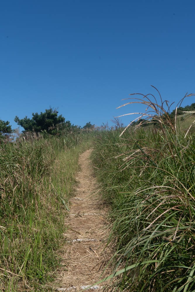 제주 억새여행, 오름의 여왕이라는 다랑쉬오름 방문기 155 제주 억새여행, 오름의 여왕이라는 다랑쉬오름 방문기 152