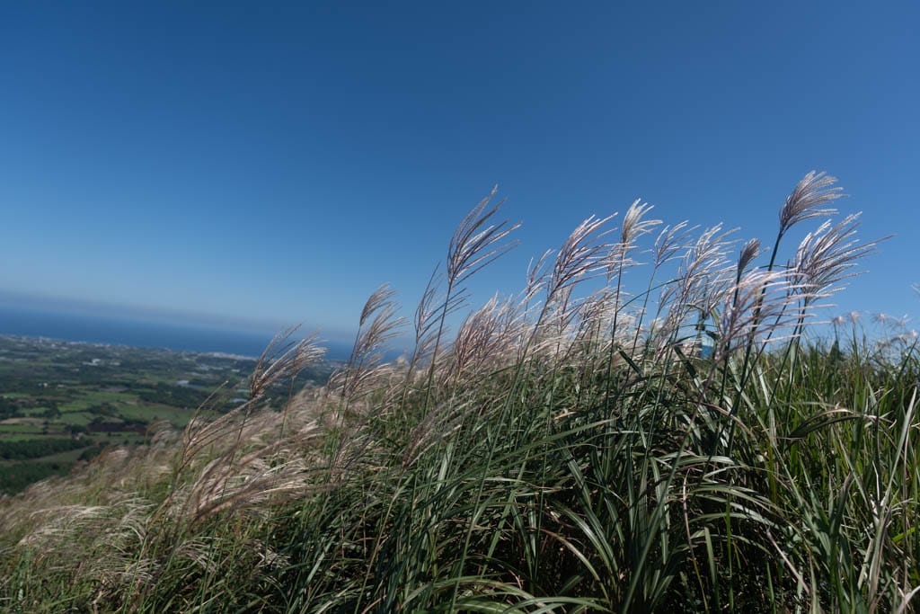 제주 억새여행, 오름의 여왕이라는 다랑쉬오름 방문기 156 제주 억새여행, 오름의 여왕이라는 다랑쉬오름 방문기 153