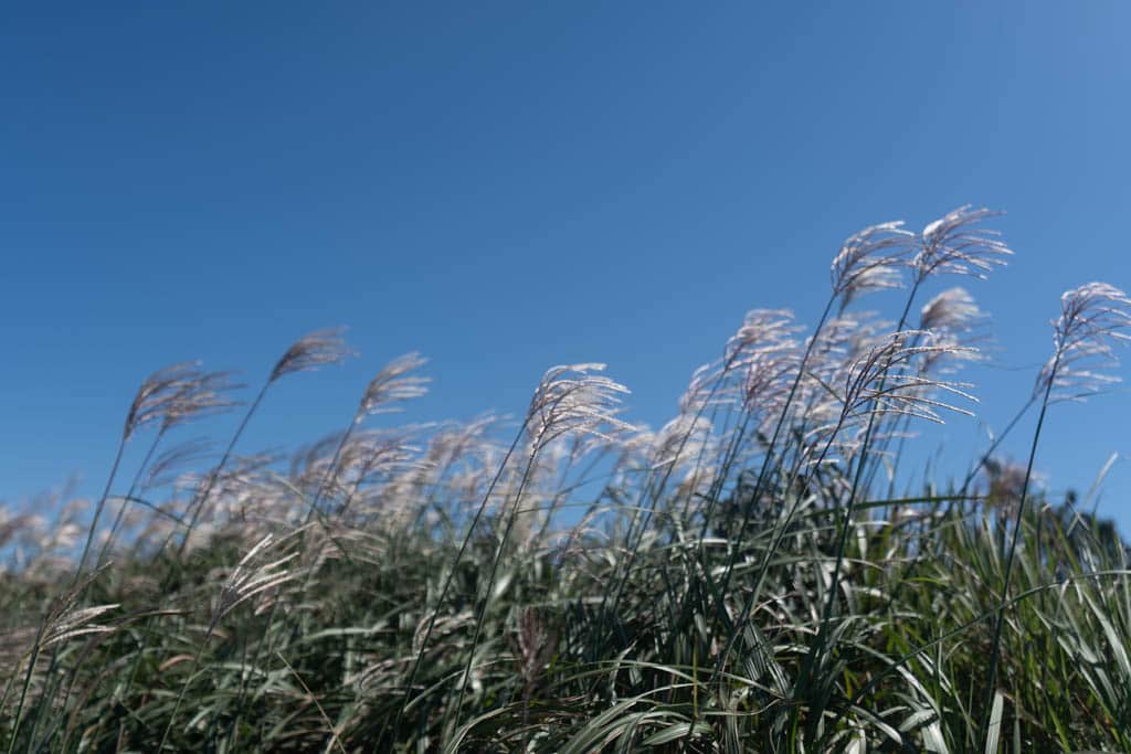제주 억새여행, 오름의 여왕이라는 다랑쉬오름 방문기 157 제주 억새여행, 오름의 여왕이라는 다랑쉬오름 방문기 154