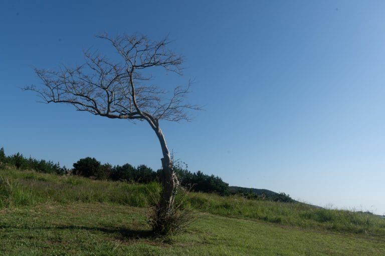 제주 억새여행, 오름의 여왕 따라비오름 억새를 보다