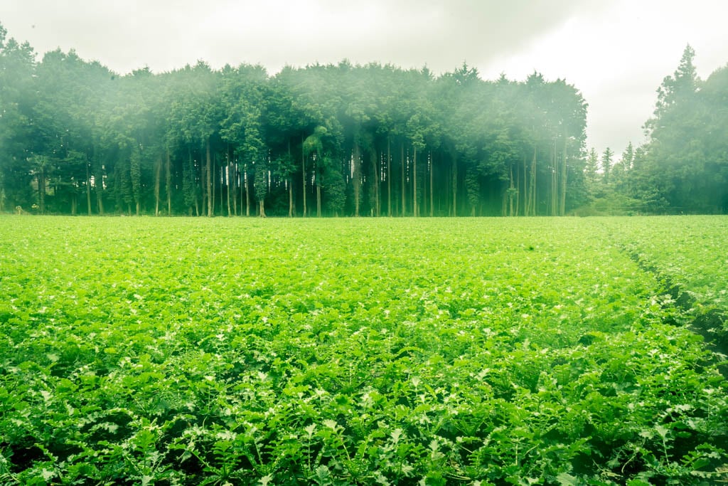 제주여행, 제주 비밀의숲 풍경을 담다. 131 제주여행, 제주 비밀의숲 풍경을 담다. 129