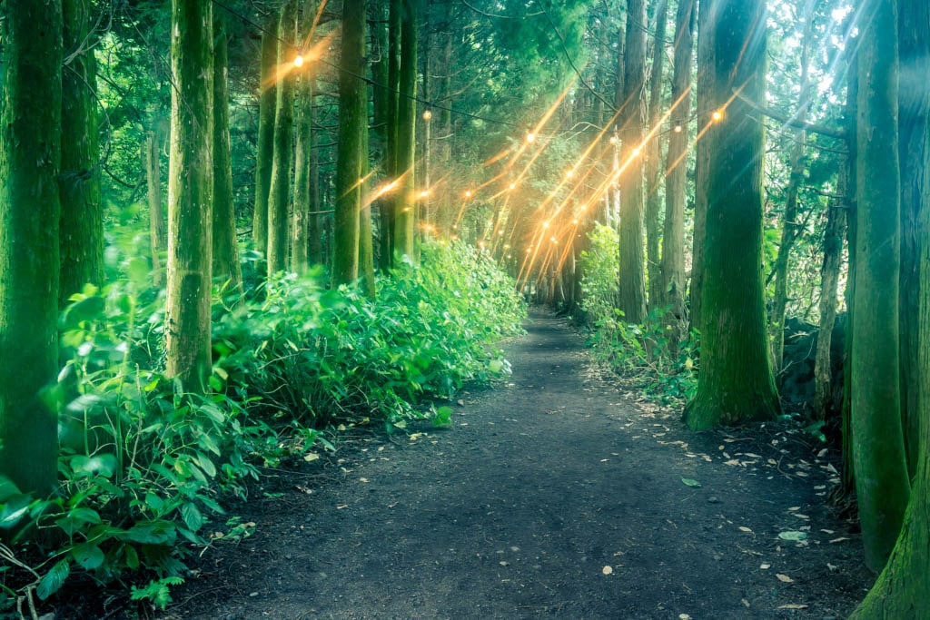 제주여행, 제주 비밀의숲 풍경을 담다. 128 제주여행, 제주 비밀의숲 풍경을 담다. 126