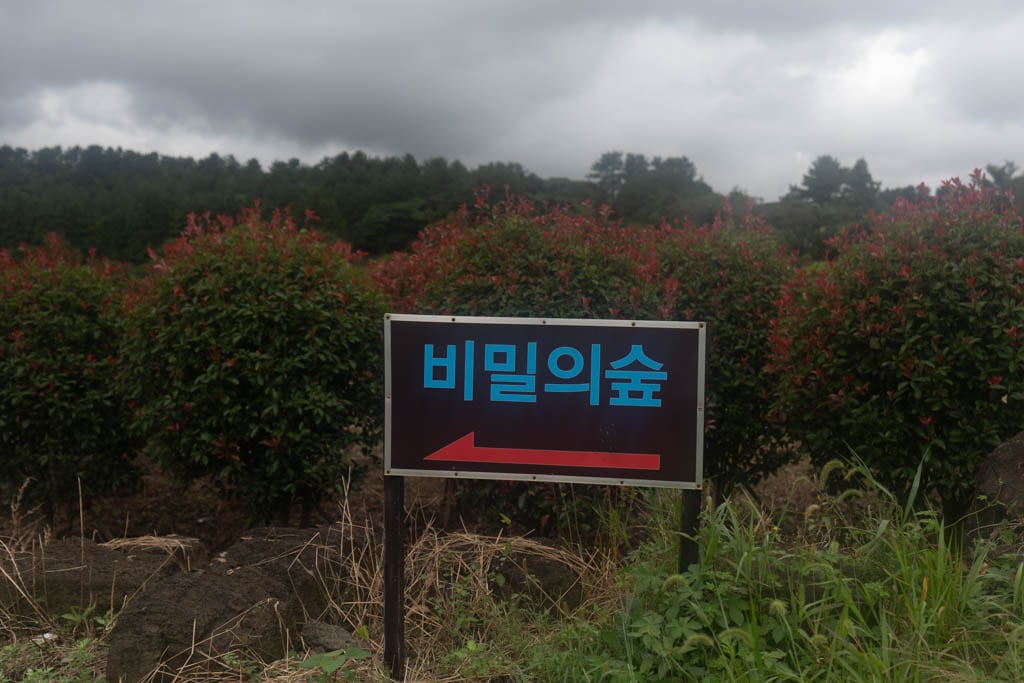 제주여행, 제주 비밀의숲 풍경을 담다. 114 제주여행, 제주 비밀의숲 풍경을 담다. 112