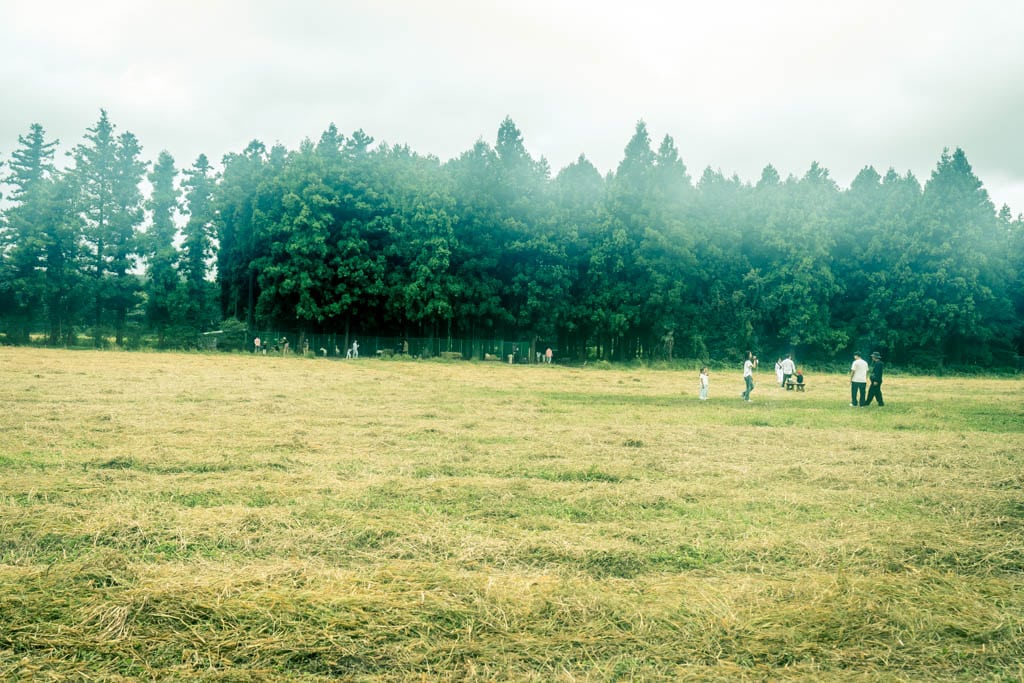 제주여행, 제주 비밀의숲 풍경을 담다. 133 제주여행, 제주 비밀의숲 풍경을 담다. 131