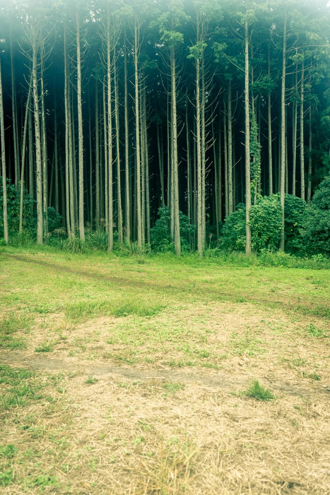 제주여행, 제주 비밀의숲 풍경을 담다. 116 제주여행, 제주 비밀의숲 풍경을 담다. 114