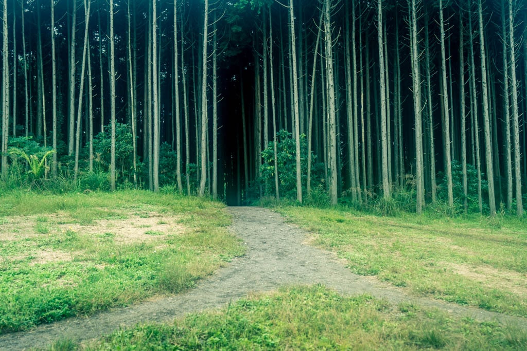 제주여행, 제주 비밀의숲 풍경을 담다. 115 제주여행, 제주 비밀의숲 풍경을 담다. 113