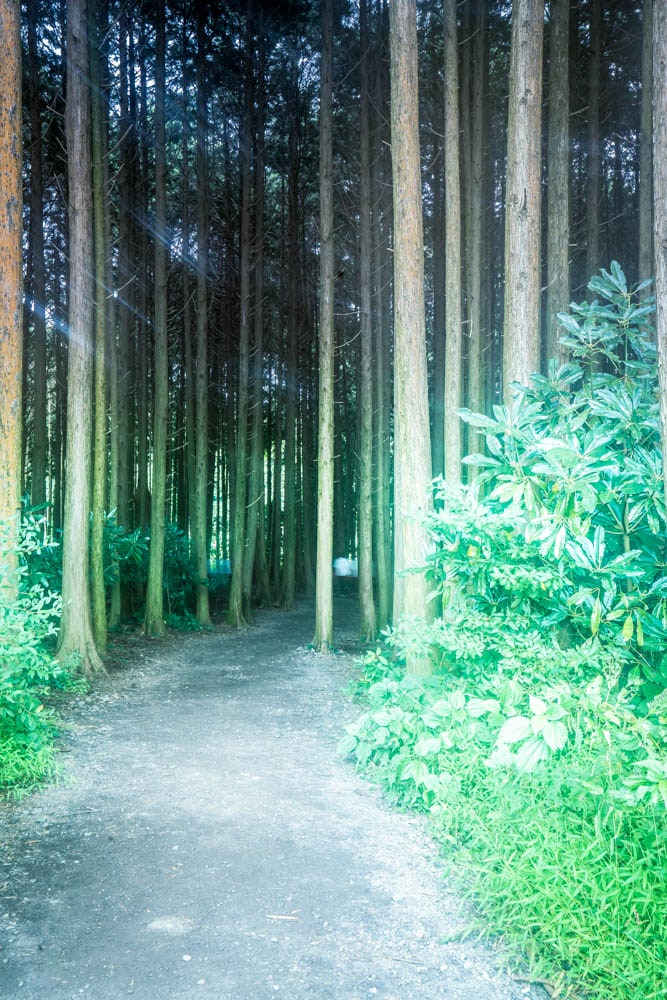 제주여행, 제주 비밀의숲 풍경을 담다. 117 제주여행, 제주 비밀의숲 풍경을 담다. 115