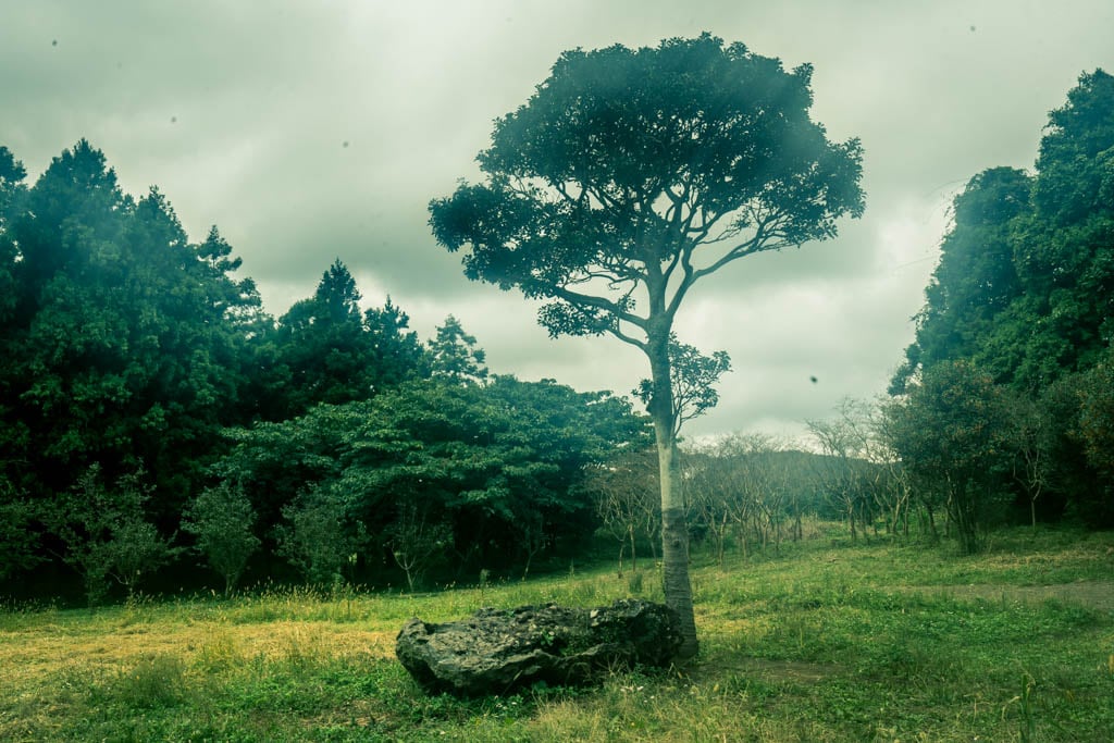 제주여행, 제주 비밀의숲 풍경을 담다. 136 제주여행, 제주 비밀의숲 풍경을 담다. 134
