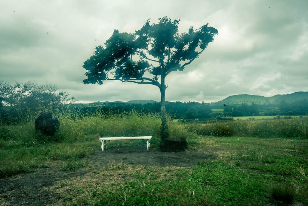 제주여행, 제주 비밀의숲 풍경을 담다. 135 제주여행, 제주 비밀의숲 풍경을 담다. 133