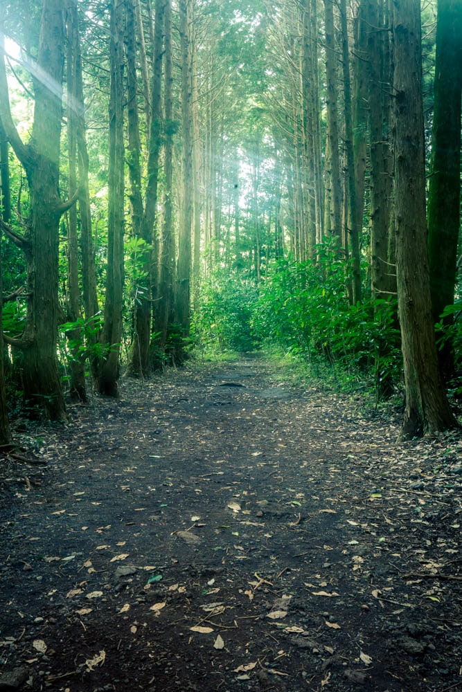 제주여행, 제주 비밀의숲 풍경을 담다. 129 제주여행, 제주 비밀의숲 풍경을 담다. 127