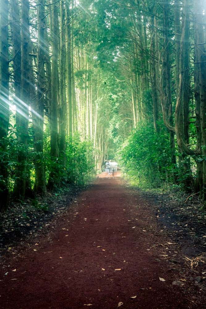 제주여행, 제주 비밀의숲 풍경을 담다. 121 제주여행, 제주 비밀의숲 풍경을 담다. 119