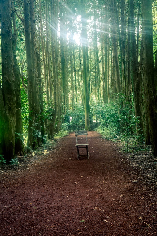 제주여행, 제주 비밀의숲 풍경을 담다. 124 제주여행, 제주 비밀의숲 풍경을 담다. 122