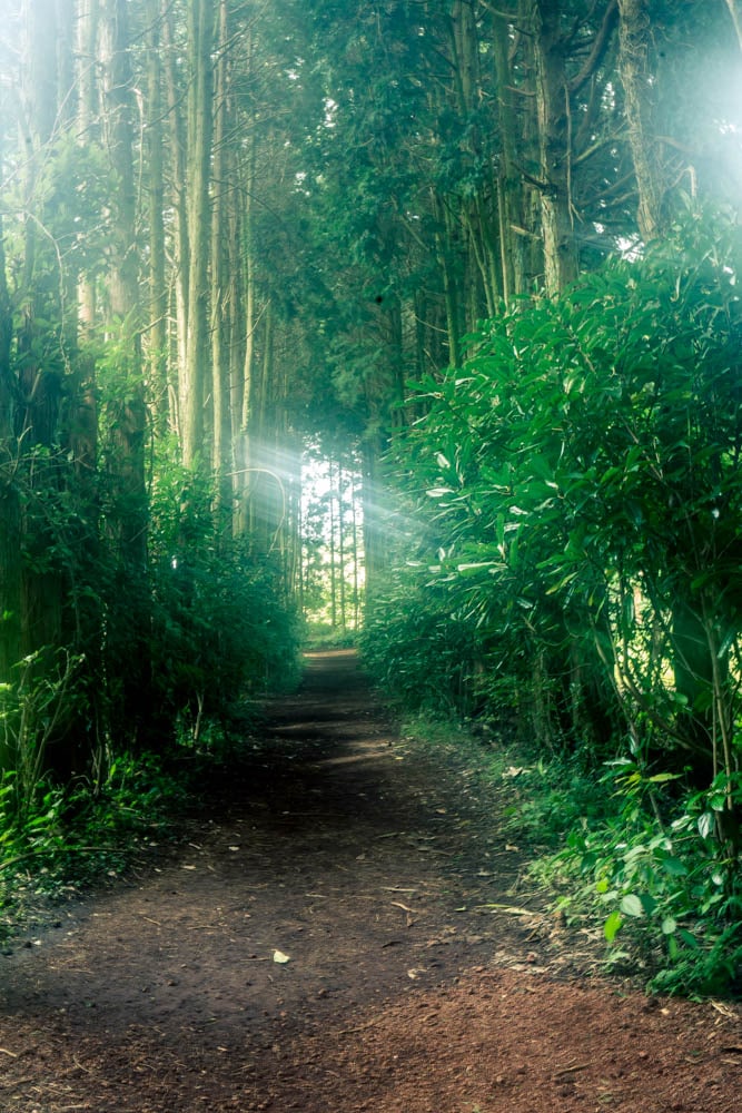 제주여행, 제주 비밀의숲 풍경을 담다. 122 제주여행, 제주 비밀의숲 풍경을 담다. 120